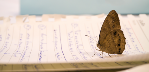 How to Manage the Innovation Butterfly how to manage the innovation butterfly img 661db0c005531