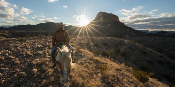 Wild Journey wild journey img 661db04aed36a