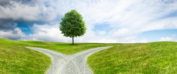 Two paths parting around a tree in a lovely landscape