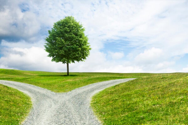 Two paths parting around a tree in a lovely landscape