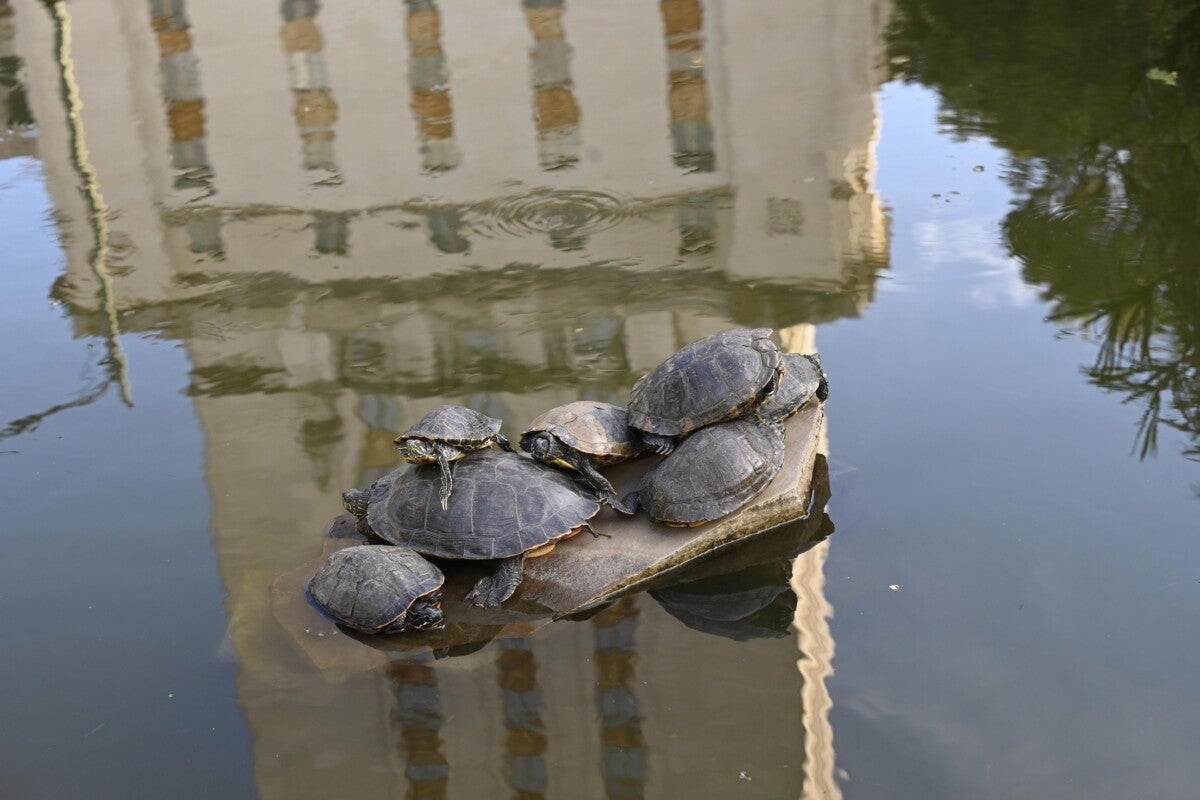 Turtle pond Oct. 19 2021 80749