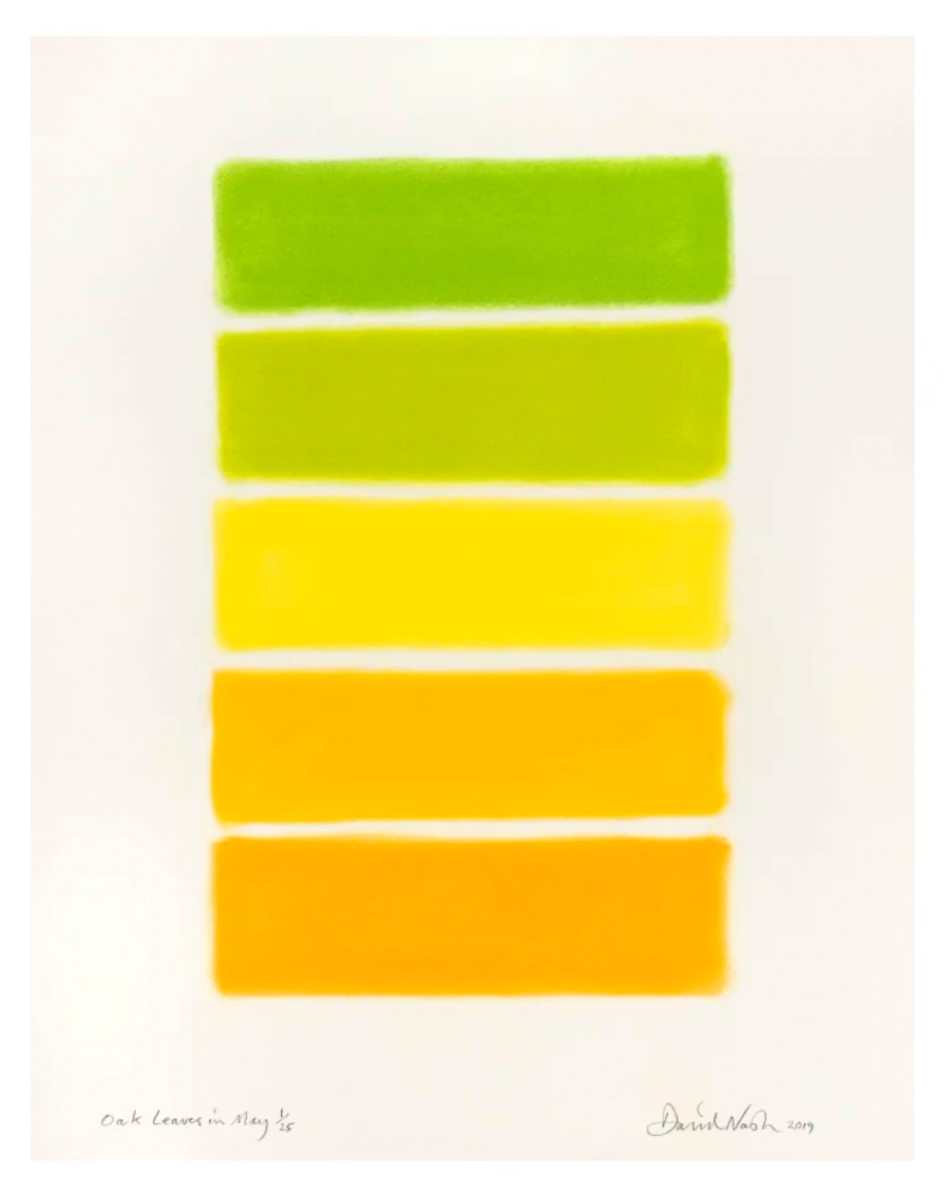 David Nash Oak Leaves in May 2