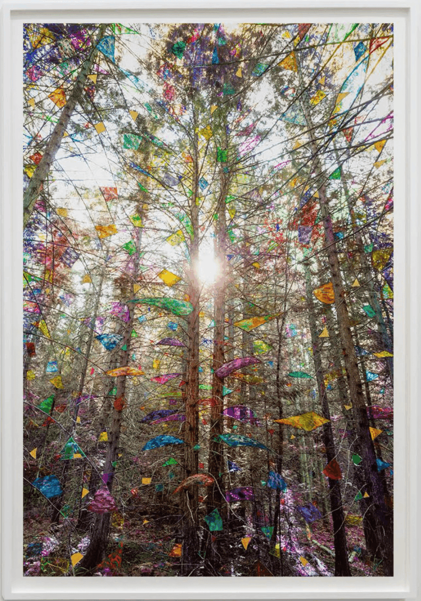 Sarah Anne Johnson Glow (Cedar Forest)