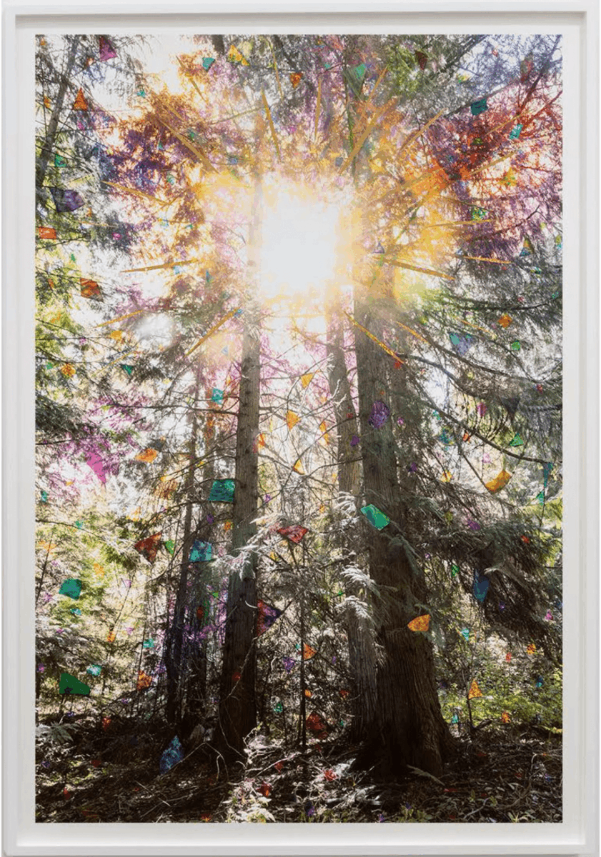 Sarah Anne Johnson Sun Burst (Cedar Forest)